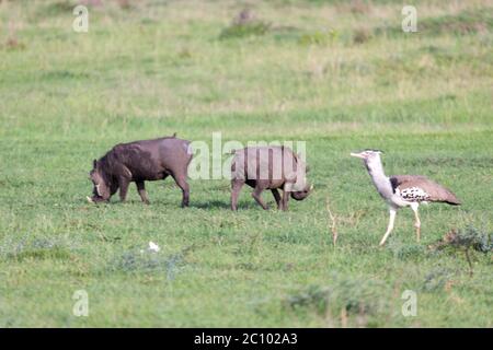 Die Familie der Warzenschweine im Gras der kenianischen Savanne Stockfoto