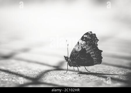 Nahaufnahme eines Schmetterlings in schwarz und weiß, auf unscharfen Hintergrund. Stockfoto