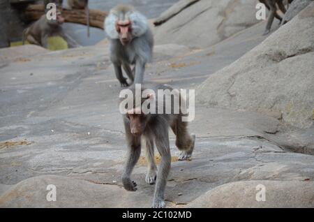 Wild Hamadryas Pavian, Zoo von Frankfurt (Deutschland) Stockfoto