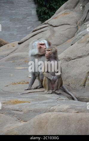 Wild Hamadryas Pavian, Zoo von Frankfurt (Deutschland) Stockfoto