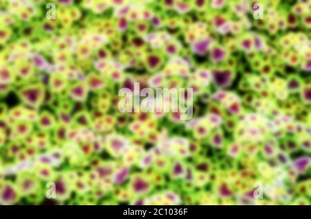 Verwischen Sie Hintergrundbelässe Stockfoto