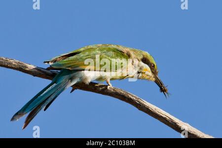 Biene-Esser mit Fang Stockfoto