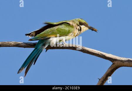 Biene-Esser mit Fang Stockfoto