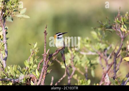 Der Vogel Local sitzt auf einem Zweig in Kenia Stockfoto