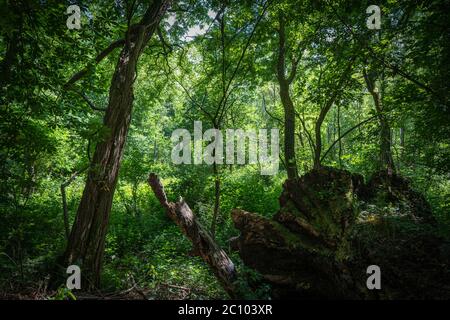 Überreste eines gefallenen Baumes in den Dickichten der Auenwälder. Die Sonne erhellt die Szene an einem schönen Frühsommertag kaum. Stockfoto