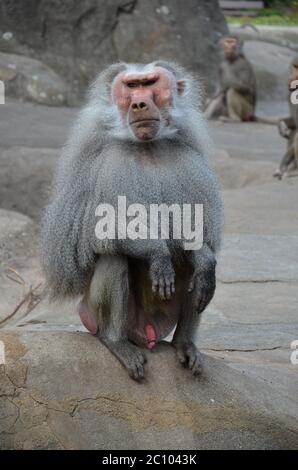 Wild Hamadryas Pavian, Zoo von Frankfurt (Deutschland) Stockfoto