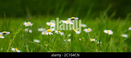 Gänseblümchen Blumen auf einem grünen Hintergrund. Stockfoto