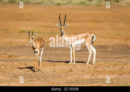 Eine Grant Gazelle in der Savanne Kenias Stockfoto