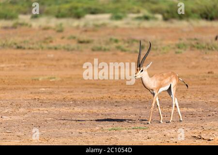 Eine Grant Gazelle in der Savanne Kenias Stockfoto