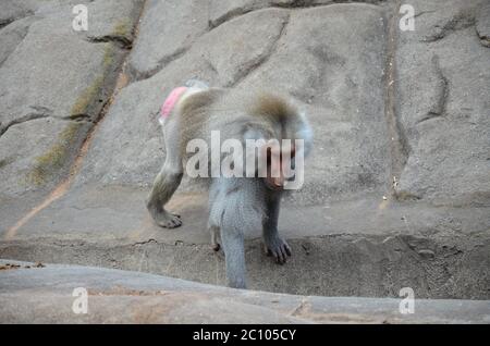 Wild Hamadryas Pavian, Zoo von Frankfurt (Deutschland) Stockfoto