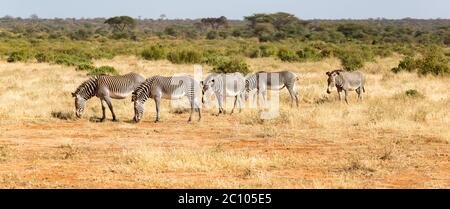 Eine große Herde mit Zebras, die in der Savanne Kenias grasen Stockfoto