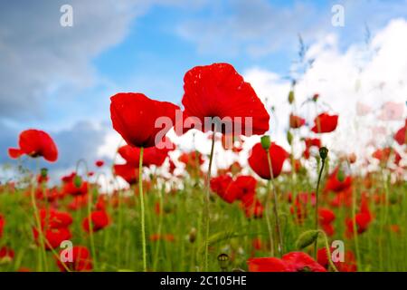 Rote Mohnblumen am blauen Himmel. Stockfoto