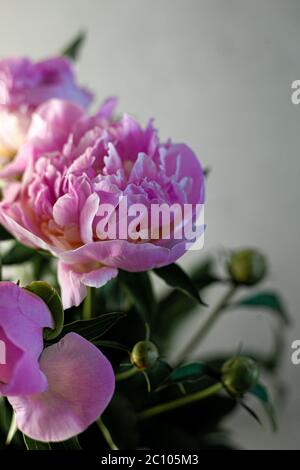 Bouquet von rosa Pfingstrosen. Schöne Sommerblumen. Stillleben mit Platz für Text. Große Knospen von zarter Farbe. Stockfoto
