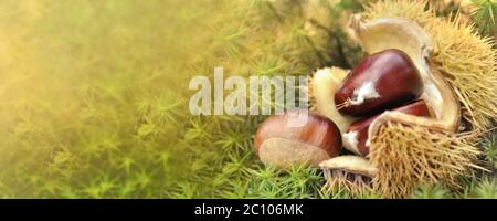 Panoramablick auf eine frische Kastanie in Schale auf den Boden mit Moos bedeckt fallen Stockfoto