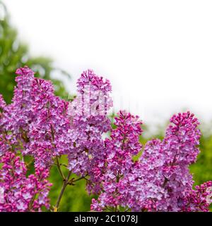 Fliederblüten isoliert auf weiß. Stockfoto