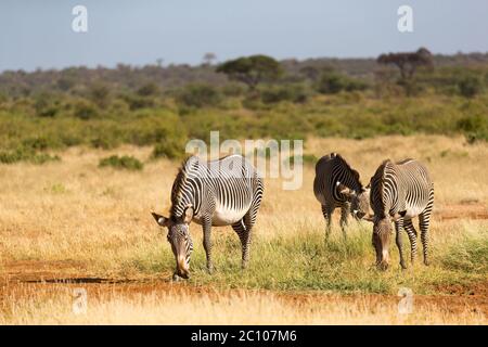 Die Zebrafamilie weidet in der Savanne Kenias in Samburu Stockfoto