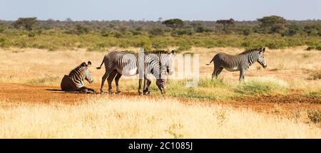 Die Zebrafamilie weidet in der Savanne Kenias in Samburu Stockfoto