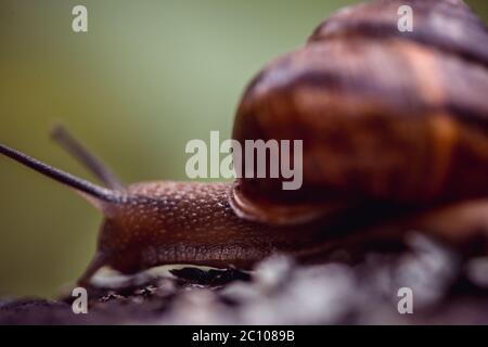 Traube Schnecke kriecht entlang des Weges am Baumstamm im Garten Stockfoto