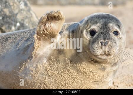 Hoch fünf. Niedliche Seal winken. Lustige Tier Meme Bild. Wenn Sie auf Wiedersehen sagen, stammt diese wunderschöne Babyrobbe aus der Horsey Wildrobbenkolonie Norfolk UK. Sagen Stockfoto