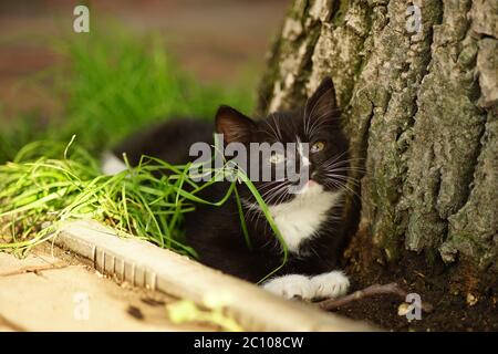 Schwarz-weiße Katze ruht im grünen Garten Stockfoto