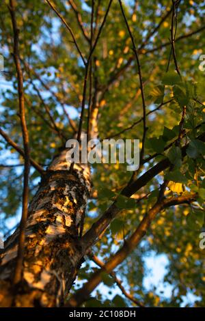 Birkenzweige mit Blätter sehen Sie oben. Sommer-Szene. Stockfoto
