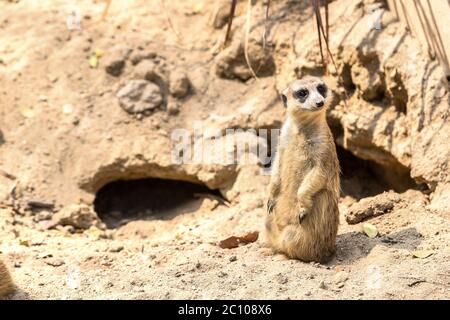 Cute close up Surikat stehen in einem Sommertag Stockfoto