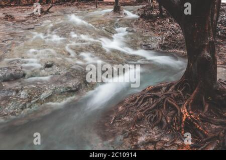 Verworrene Baumwurzel mit fließendem Wasserbach im tropischen Wald Stockfoto