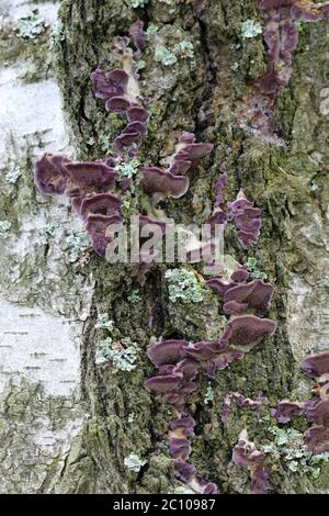 Mehrere Pilze wachsen auf einem Baum im Wald Stockfoto