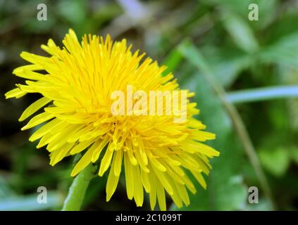 Makrofoto eines Löwenzahn Blumen Stockfoto