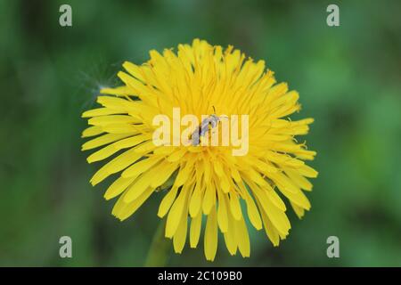 Makrofoto eines Löwenzahn Blumen und Hummel Stockfoto