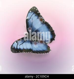 Schmetterling Morpho didius. 3D-Rendering, Effekt mit doppelter Belichtung Stockfoto