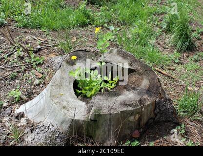 Schöllkraut Chelidonium majus Stockfoto