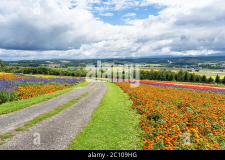 Feldweg in Blumenfarm in japan hokkaido Stockfoto