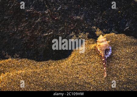 Wunderschöne Seashell auf Steinfelsen und Strandsand bei Sonnenaufgangsbeleuchtung mit Platz für Text kopieren. Stockfoto