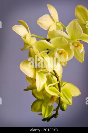 Gelbe Orchidee Blume isoliert auf grauem Hintergrund. Stockfoto