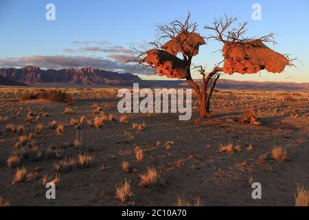 Letzte Sonnenstrahlen auf Sesriem in der Namib Wüste (Namibia). Unglaubliche Gemeinschaftsnester, die von geselligen Webern (Philetairus socius) gebaut wurden, hängen von einem trockenen Baum. Stockfoto