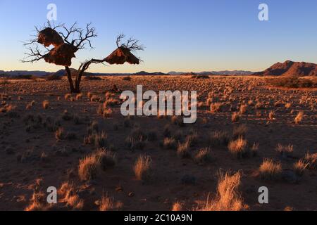 Erste Sonnenstrahlen auf Sesriem in der Namib Wüste (Namibia). Unglaubliche Gemeinschaftsnester, die von geselligen Webern (P. socius) gebaut wurden, hängen an einem trockenen Baum. Stockfoto