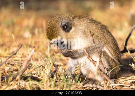 Ein Affe sucht etwas im Gras Stockfoto