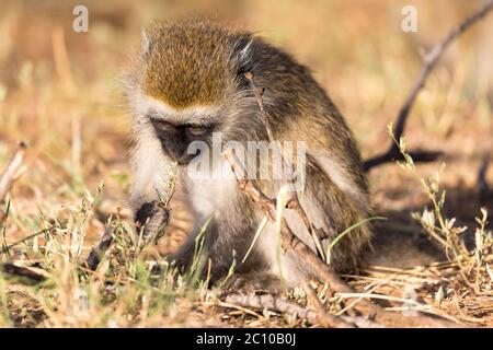 Ein Affe sucht etwas im Gras Stockfoto