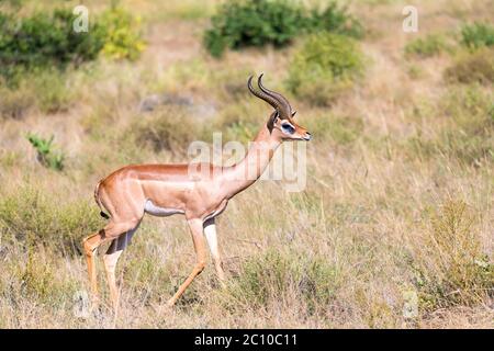 Der Gerenuk wandert im Gras durch die Savanne Stockfoto