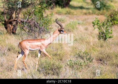 Der Gerenuk wandert im Gras durch die Savanne Stockfoto