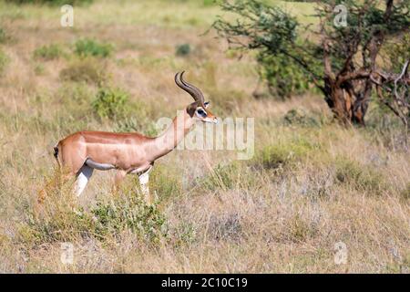 Der Gerenuk wandert im Gras durch die Savanne Stockfoto