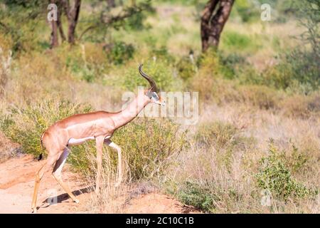 Der Gerenuk wandert im Gras durch die Savanne Stockfoto