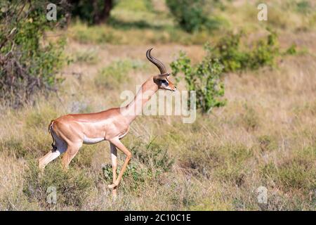 Der Gerenuk wandert im Gras durch die Savanne Stockfoto