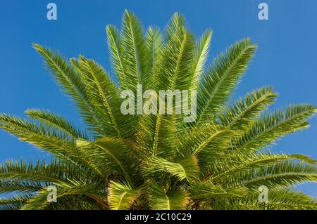 Blick auf Palmenblätter über blauem, sonnigem Himmel Stockfoto