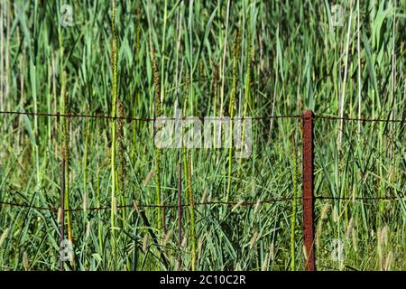 Grünes Marschreuzernes Mit Rostigen Eisenzaun Stockfoto