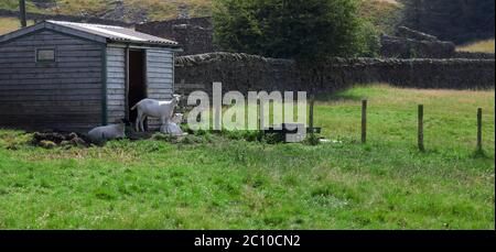 2 Ziegen und ein Schaf ruhen in der Sonne auf dem Kleinbetrieb in Nidderdale Stockfoto