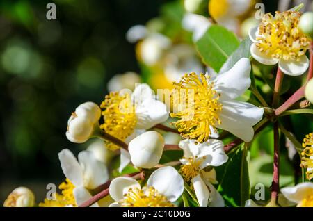 Calophyllum inophyllum weißen Blumen der Stockfoto