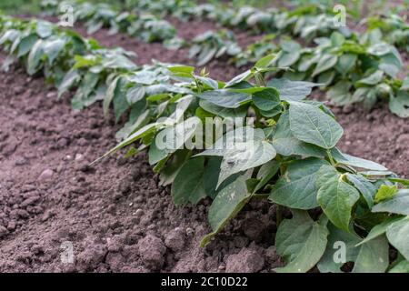 Junge französische grüne Bohnensamen, die im Garten wachsen, Phaseolus vulgaris Stockfoto