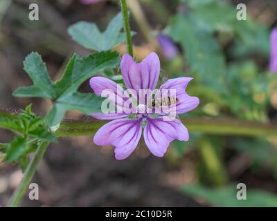 Nahaufnahme der Malvenblume, Malva sylvestris Stockfoto